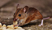 24 Hour & Emergency Exterminators in Tres Piedras, NM